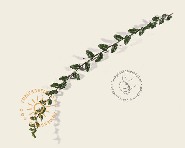 Nothofagus antarctica