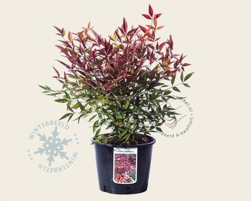 Nandina domestica