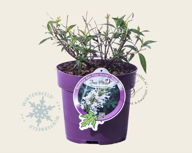 Buddleja davidii Free Petite 'Snow White'