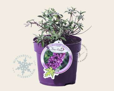 Buddleja davidii Free Petite 'Tutti Frutti'