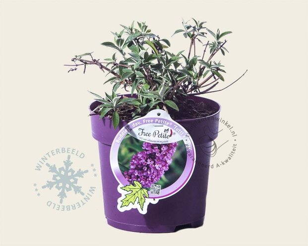 Buddleja davidii Free Petite 'Tutti Frutti'
