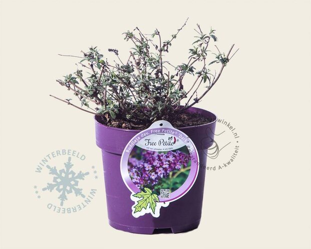 Buddleja davidii Free Petite 'Dark Pink'