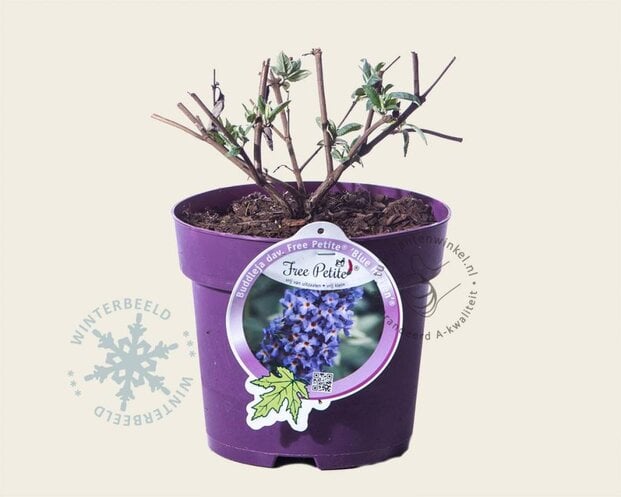 Buddleja davidii Free Petite 'Blue Heaven'