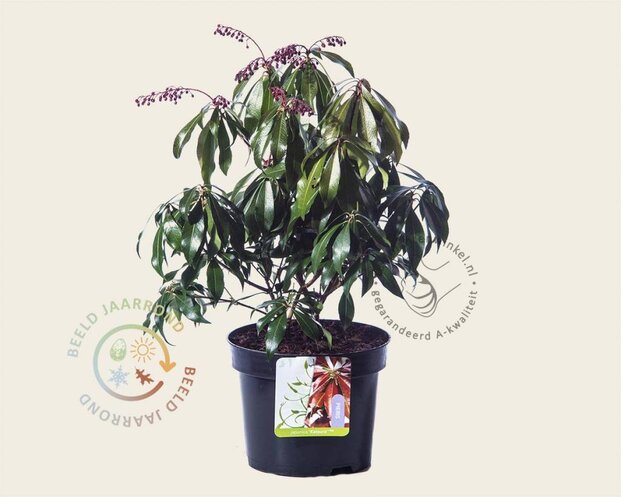 Pieris japonica 'Katsura'