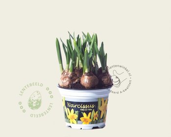 Narcissus 'Tête-à-Tête'