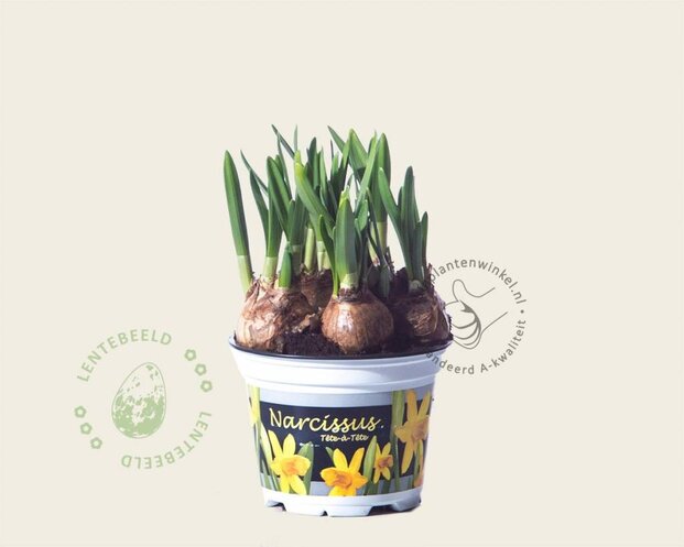 Alleen in winkel Narcissus 'Tête-à-Tête'
