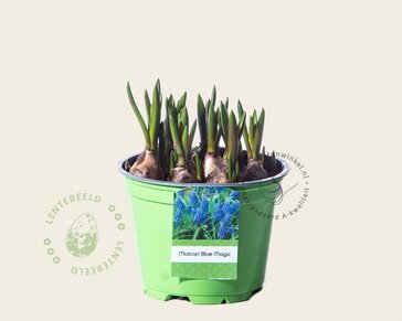 Alleen in winkel Muscari aucheri 'Blue Magic'