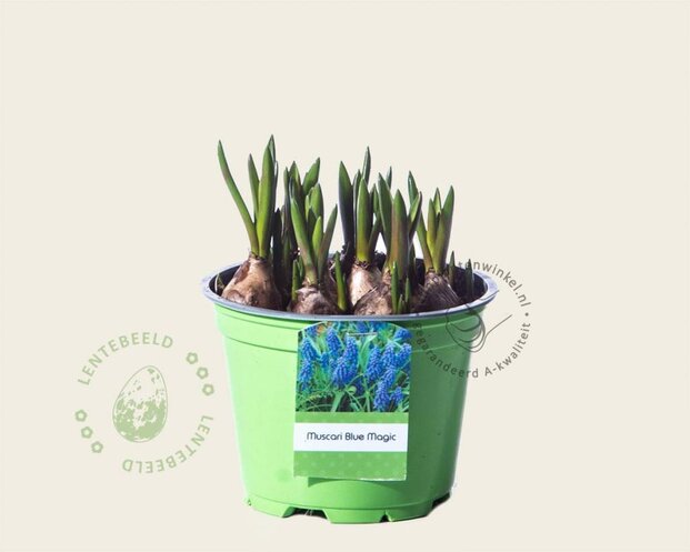 Alleen in winkel Muscari aucheri 'Blue Magic'