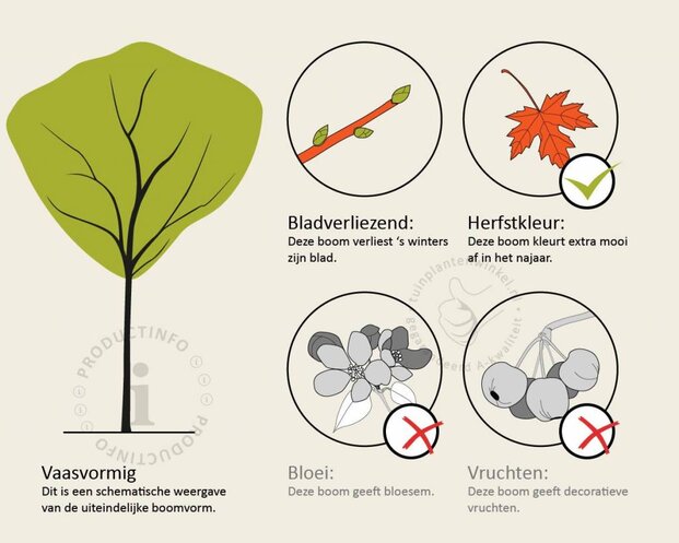 Acer palmatum - boomvorm