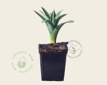 Allium giganteum