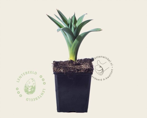Allium giganteum