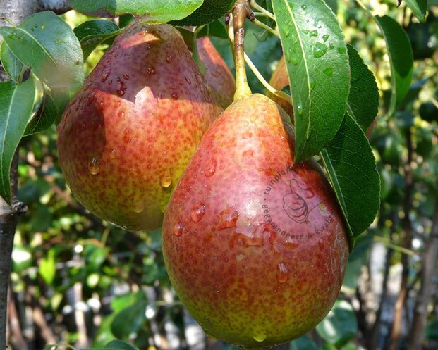 Pyrus communis 'Bonne Louise d'Avranches' - mini