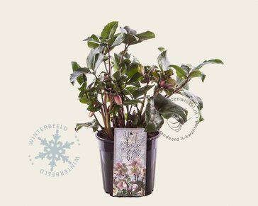 Helleborus orientalis 'Angel Glow'