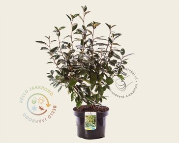 Elaeagnus ebbingei