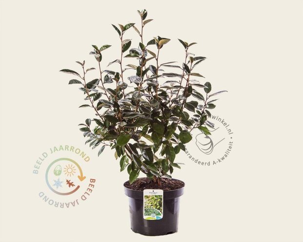Elaeagnus ebbingei