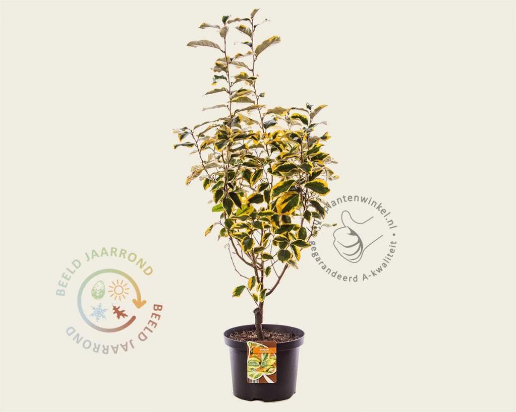 Elaeagnus ebbingei 'Gilt Edge'