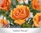 Rosa 'Amber Nectar' Foto 1