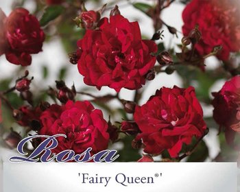 Rosa 'Fairy Queen'