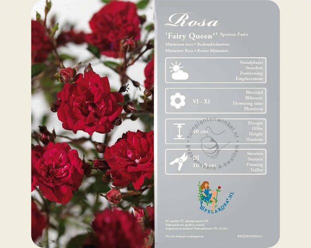 Rosa 'Fairy Queen'