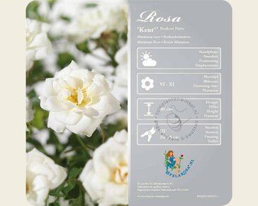 Rosa 'Kent'
