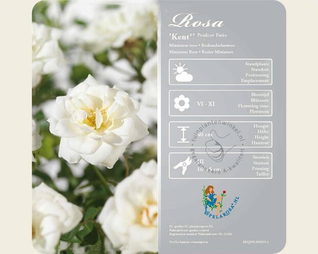 Rosa 'Kent'
