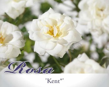 Rosa 'Kent'
