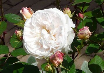 Hoe snoei en onderhoud ik mijn rozen?