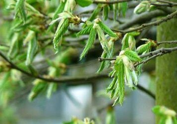 Hoe snoei en onderhoud ik mijn leibomen? Tips van onze specialist