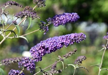 Grote tuinplanten in de XL-serie