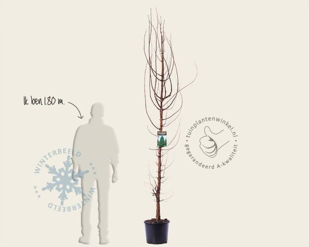 Metasequoia glyptostroboides - beveerd