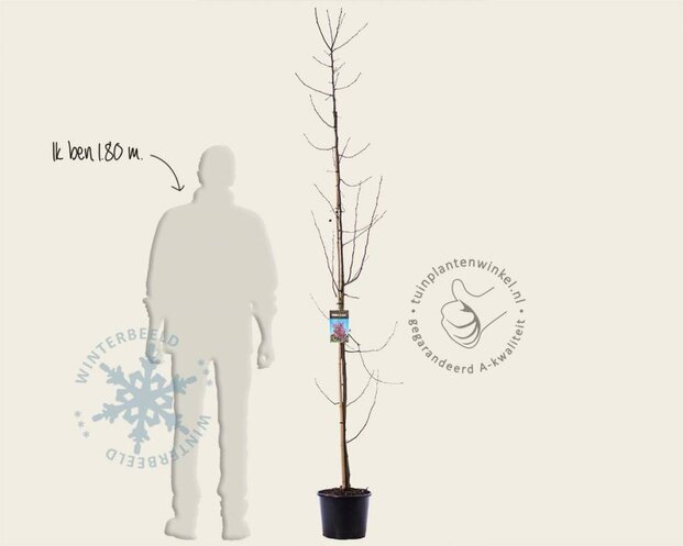 Malus 'Rudolph' - beveerd