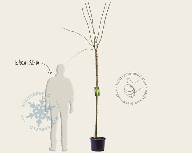 Laburnum watereri 'Vossii'