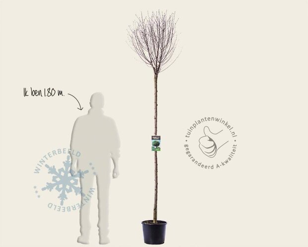 Prunus eminens 'Umbraculifera' - 200 cm stam