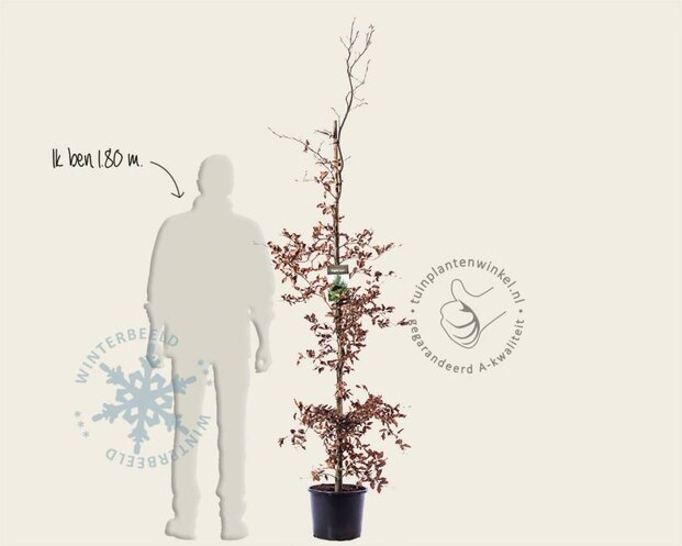 Fagus sylvatica
