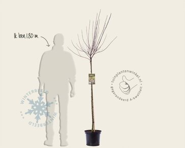 Prunus cistena - op stam