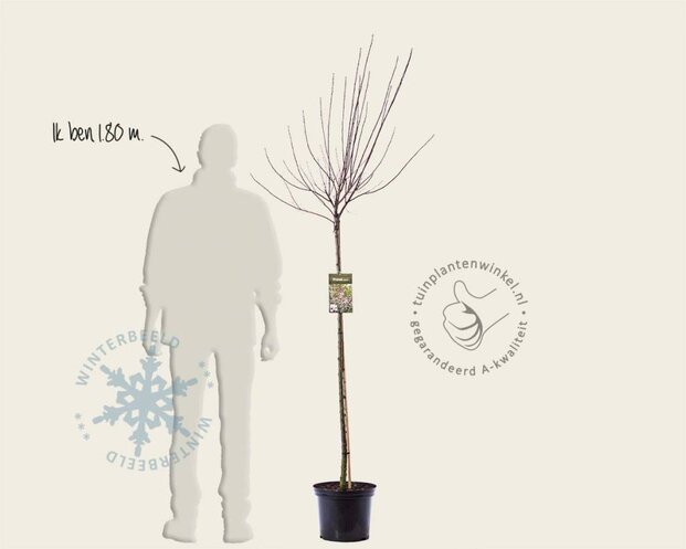 Prunus cistena - op stam