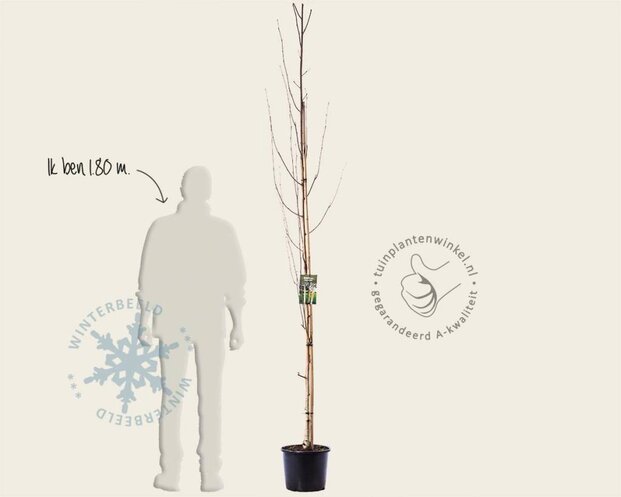 Betula utilis 'Doorenbos'