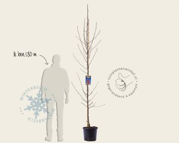 Pyrus calleryana 'Chanticleer' - beveerd
