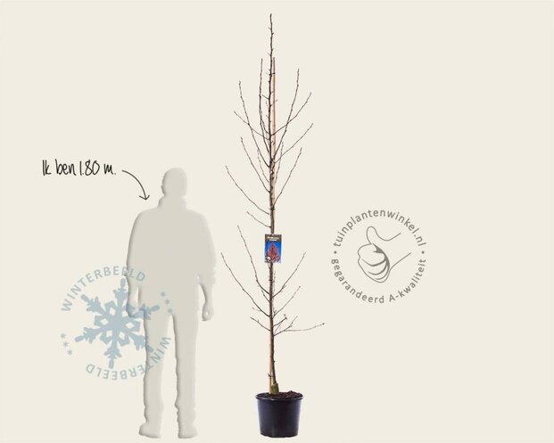 Pyrus calleryana 'Chanticleer' - beveerd