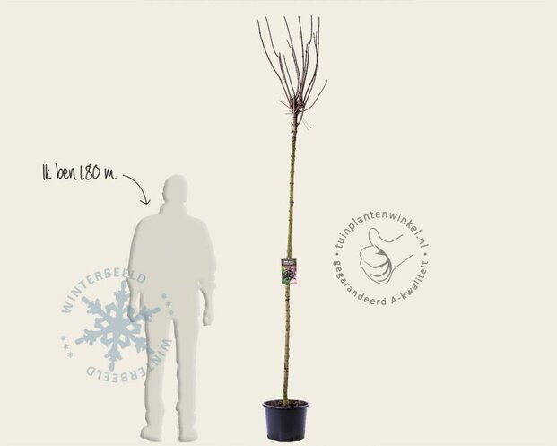 Acer platanoides 'Crimson Sentry' - 180 cm stam