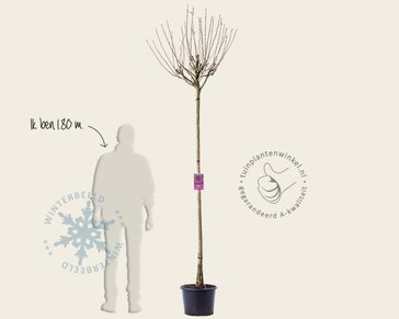 Hibiscus x 'Resi' - 180 cm stam