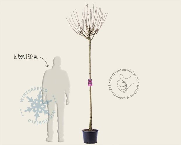 Hibiscus x 'Resi' - 180 cm stam