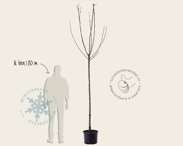 Prunus avium 'Mierlose Zwarte' - hoogstam
