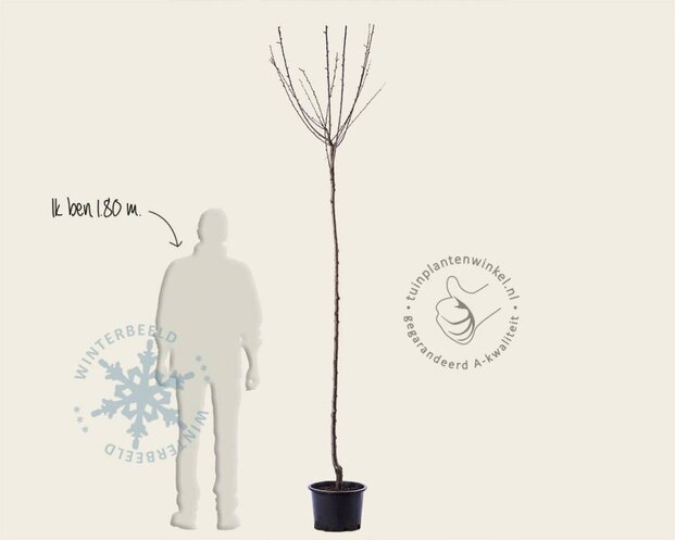 Prunus domestica 'Reine Claude D'Althan' - hoogstam