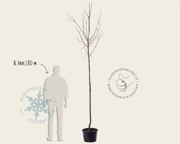 Malus domestica 'Rode Boskoop' - hoogstam
