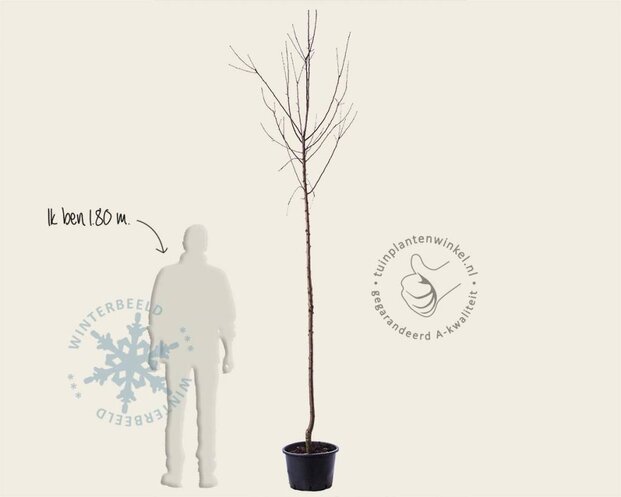 Malus domestica 'Rode Boskoop' - hoogstam