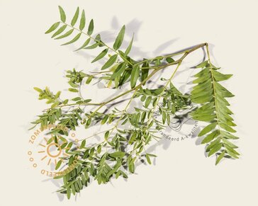 Gleditsia triacanthos 'Sunburst'
