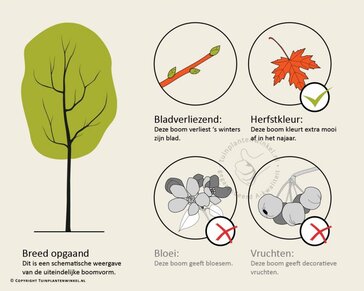 Fagus sylvatica 'Atropunicea'