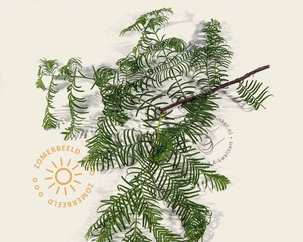 Metasequoia glyptostroboides - beveerd