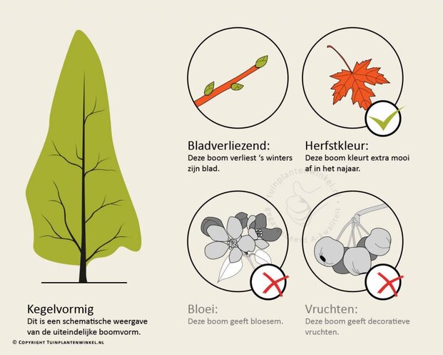 Metasequoia glyptostroboides - beveerd